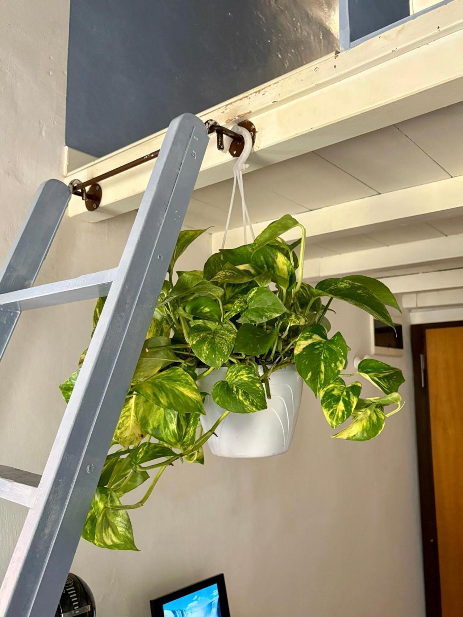 Pothos By Monteverdi *